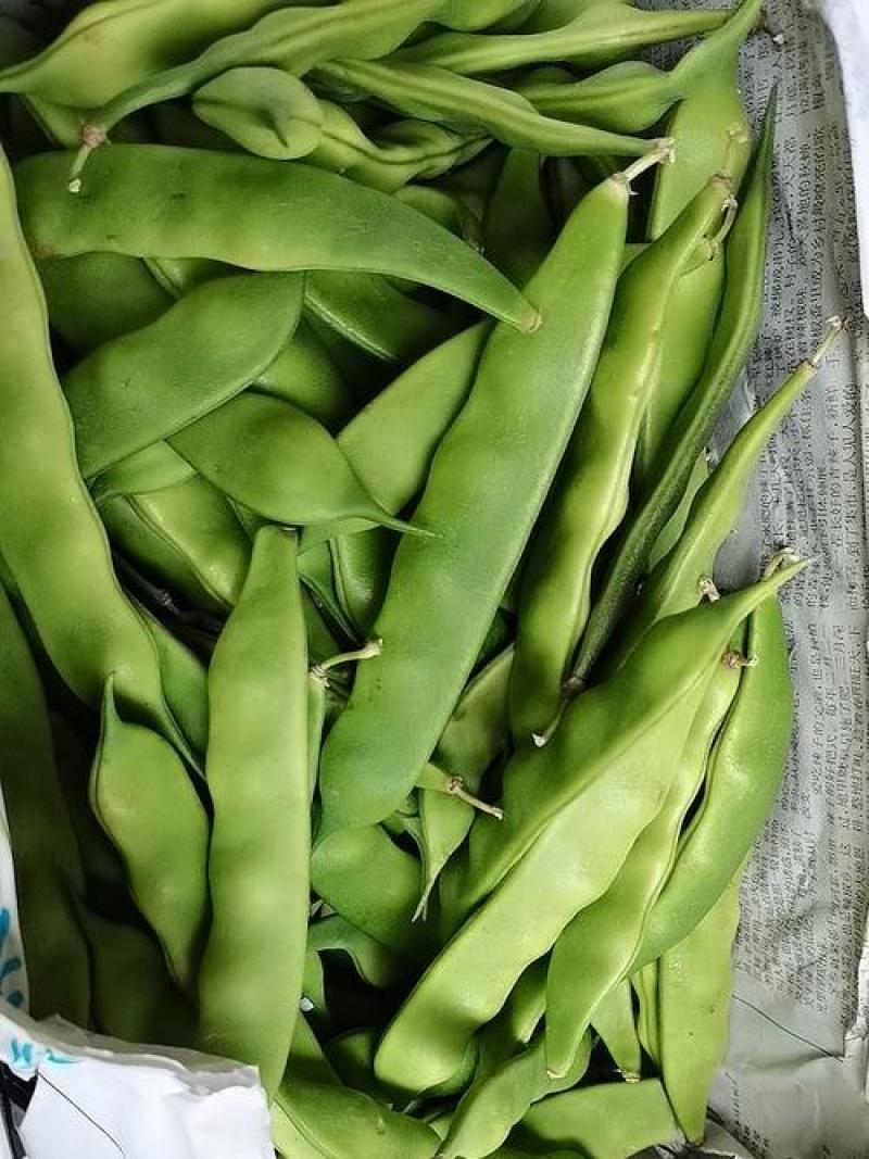东北吉林大油豆角，油豆角大量上市货源充足！代发全国