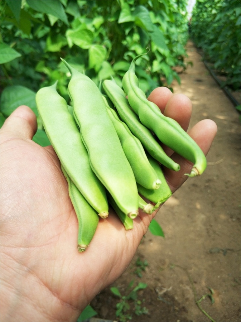 东北吉林大油豆角，油豆角大量上市货源充足！代发全国