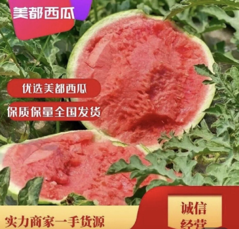 美都西瓜产地直发质量保证欢迎各位老板前来参观