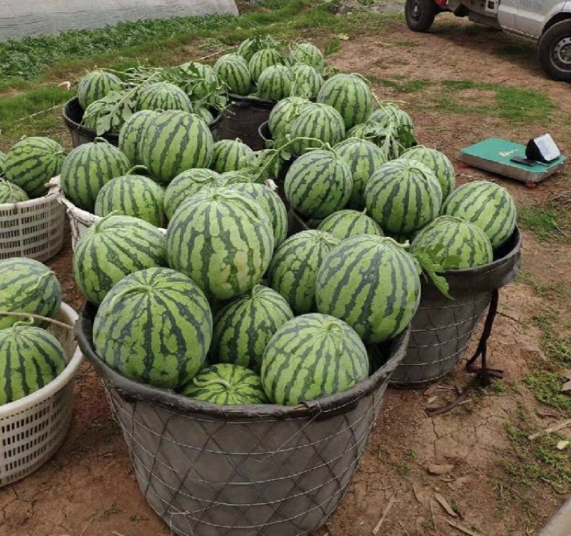 美都西瓜产地直发质量保证欢迎各位老板前来参观