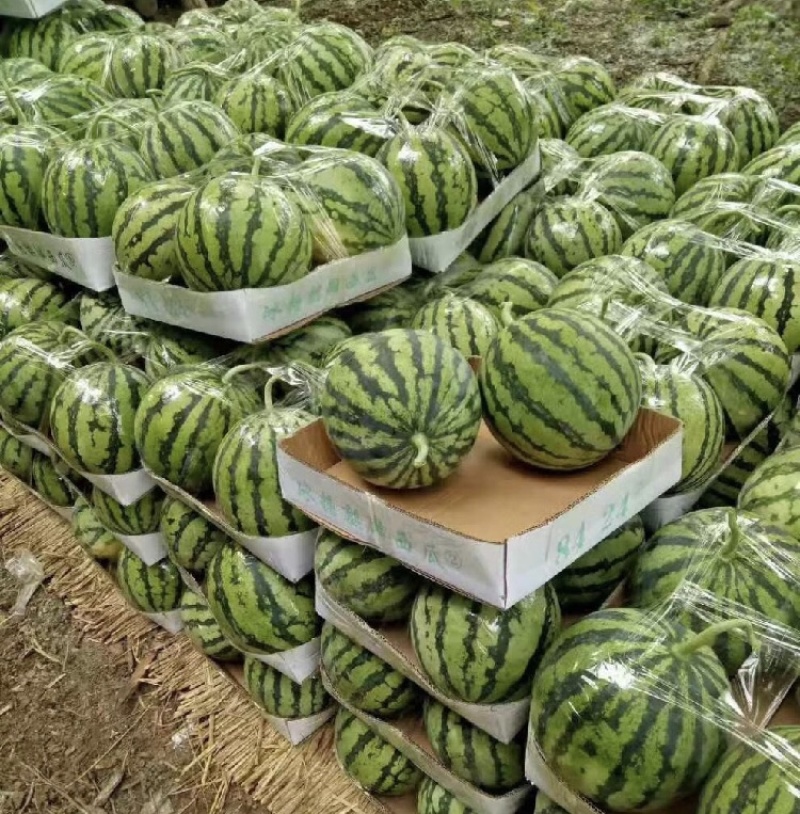 美都西瓜产地直发质量保证欢迎各位老板前来参观