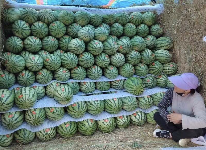 湖北硒砂瓜湖北西瓜皮薄肉多包熟包甜全国代发