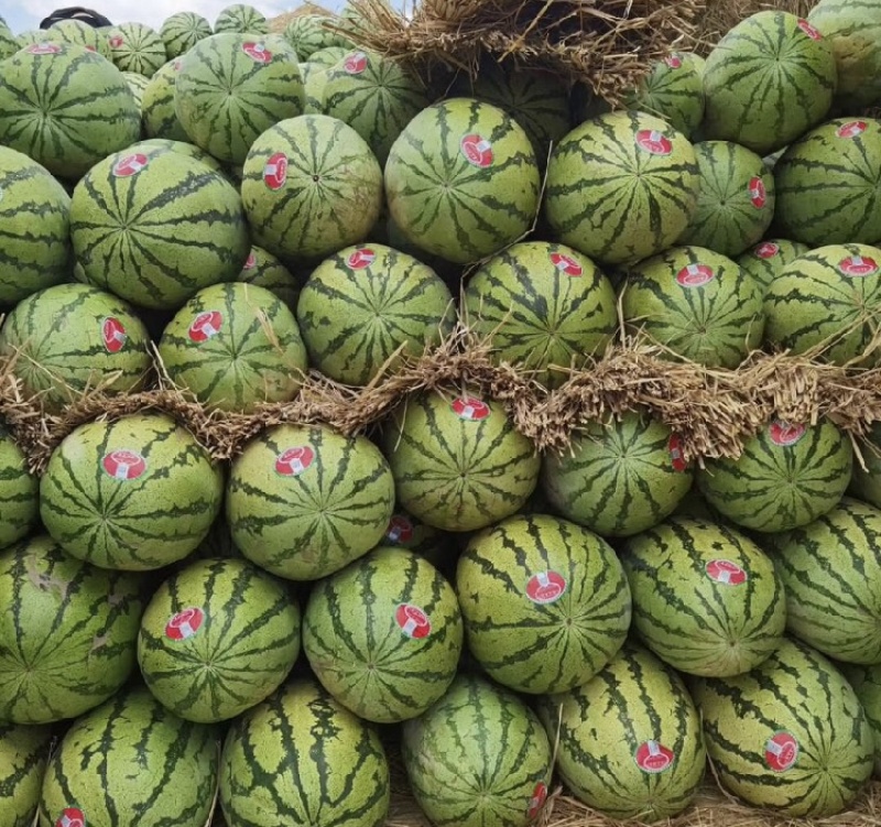 湖北硒砂瓜湖北西瓜皮薄肉多包熟包甜全国代发
