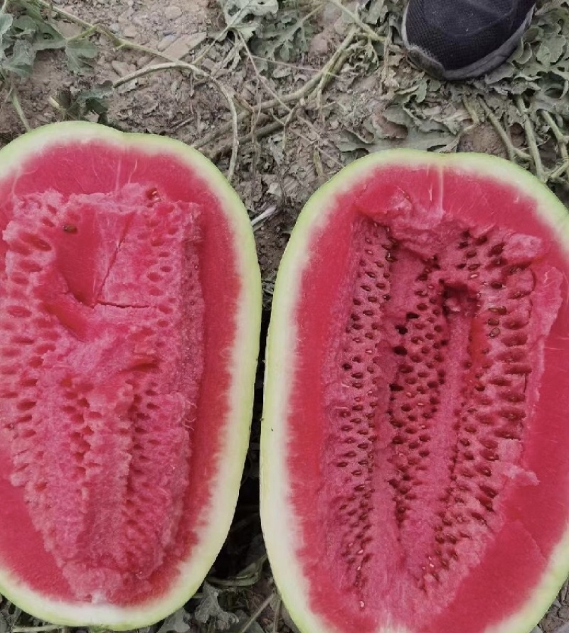 湖北硒砂瓜湖北西瓜皮薄肉多包熟包甜全国代发