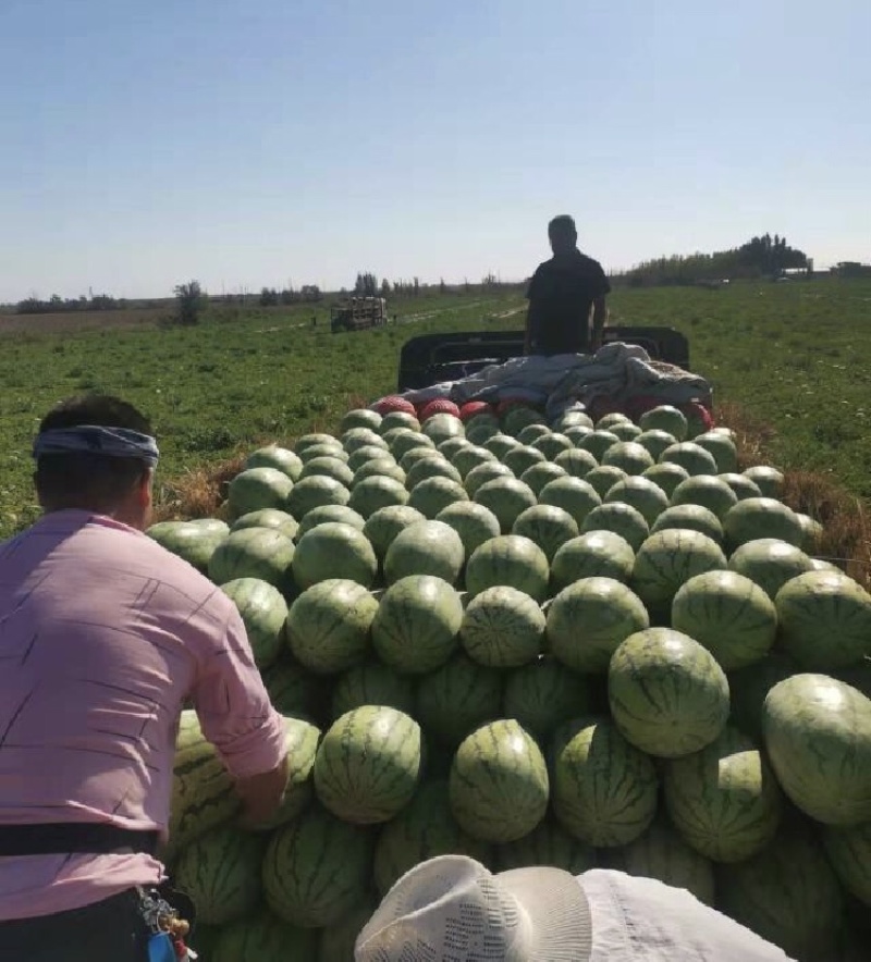 湖北金诚5号西瓜，湖北西瓜质量保证产地直发