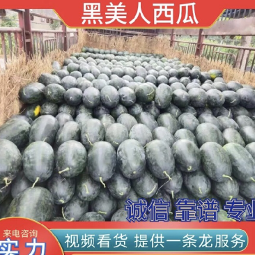 湖北黑美人西瓜，湖北西瓜产地直发品质保证欢迎