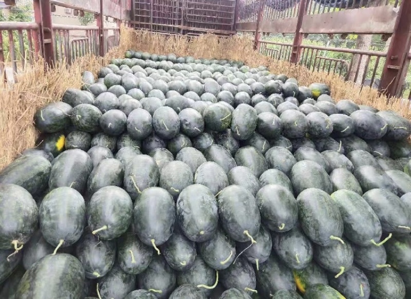 湖北黑美人西瓜，湖北西瓜产地直发品质保证欢迎