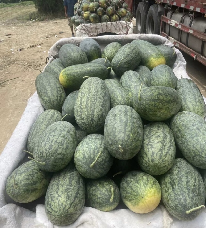 湖北黑美人西瓜，湖北西瓜产地直发品质保证欢迎