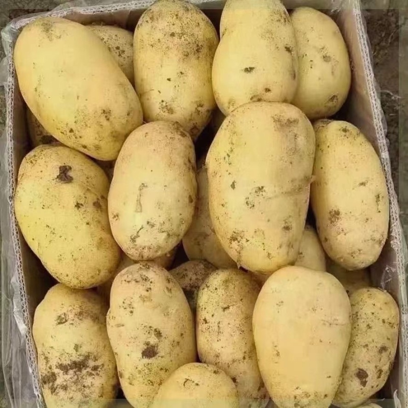 精品土豆希森黄心土豆货源充足产地直发实力代办代发全国