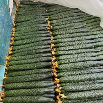【热】兰陵精品密刺黄瓜产地一手货源，品质好，价格低，欢迎选购