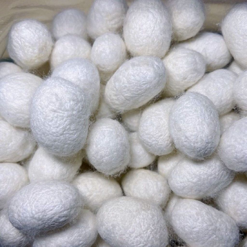 蚕茧江西蚕茧大量供应一手货源可视频看货欢迎咨询