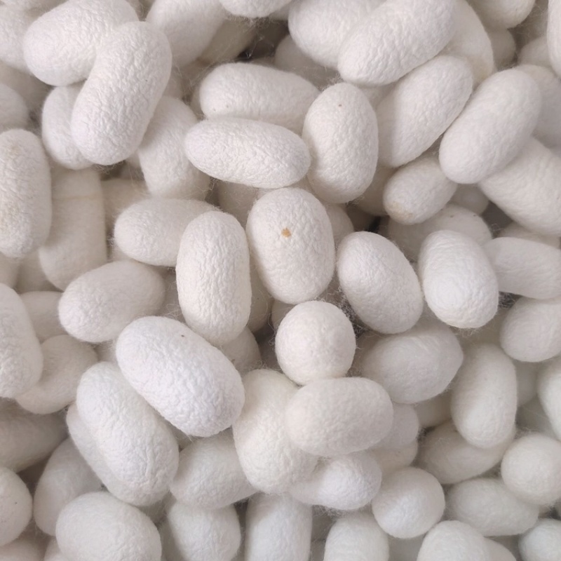 蚕茧江西蚕茧大量供应一手货源可视频看货欢迎咨询