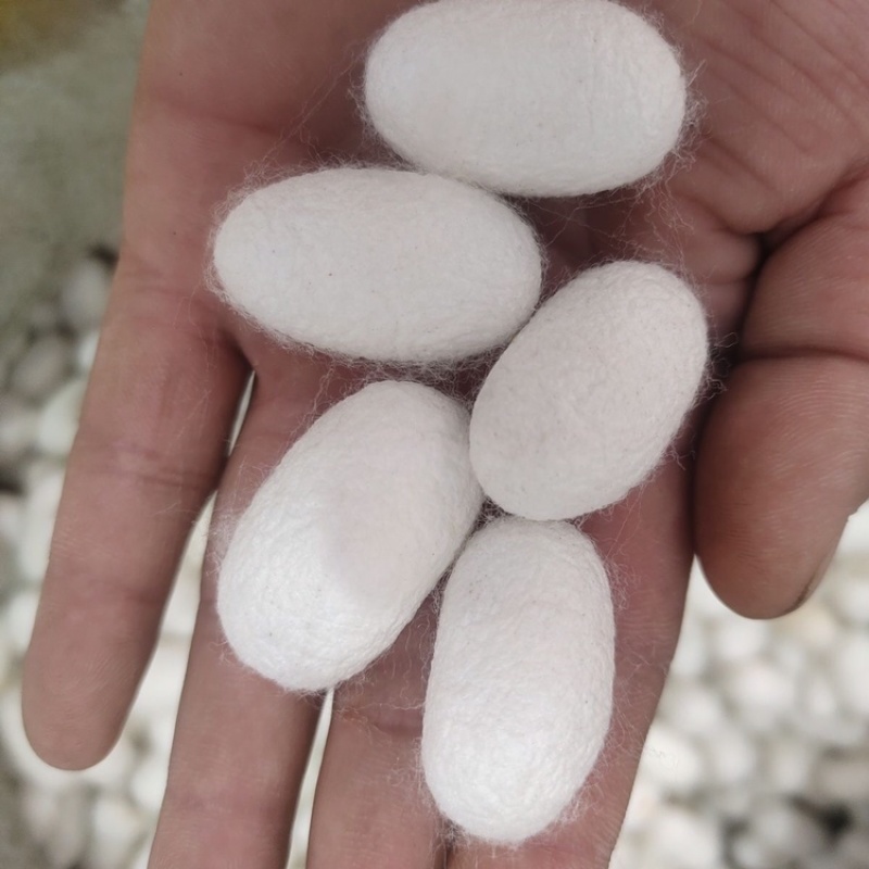 蚕茧江西蚕茧大量供应一手货源可视频看货欢迎咨询