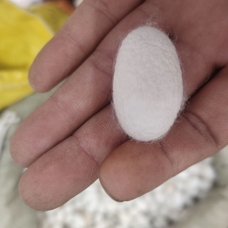 蚕茧江西蚕茧大量供应一手货源可视频看货欢迎咨询