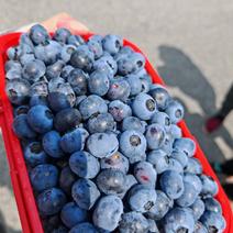 精品奥尼尔蓝莓灿烂蓝莓货源充足量大从优欢迎咨询