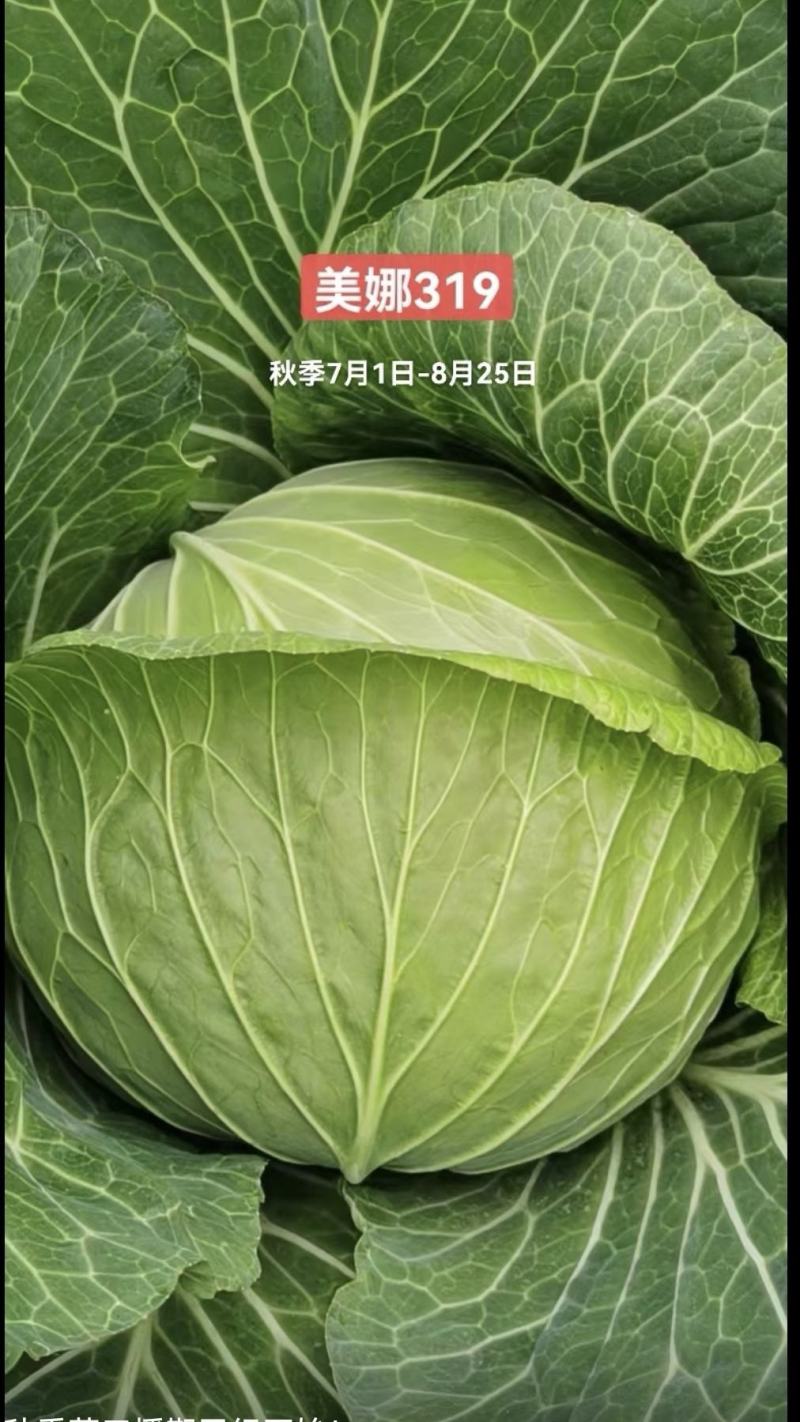 甘蓝种子川渝绿丰油绿大平头无腊粉春秋越冬产量高脆甜