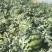 美都无籽【美都西瓜】有籽西瓜大量上市对接全国