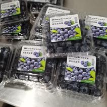 安徽精品蓝莓货源充足量大从优质量保证欢迎咨询