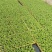 意大利生菜苗