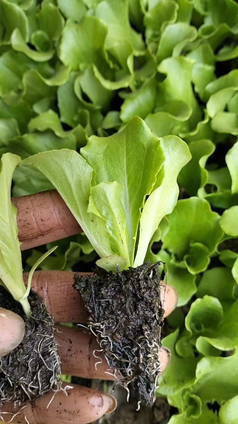 意大利生菜苗