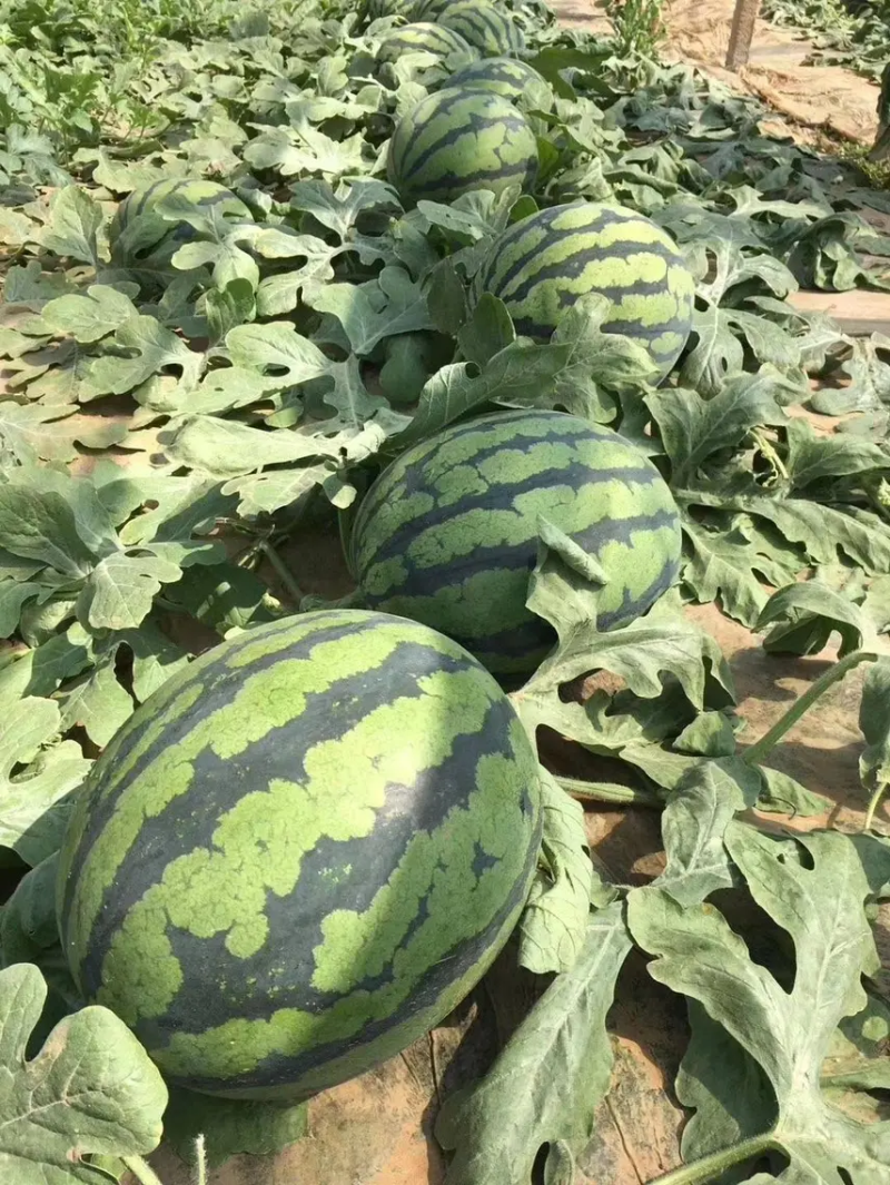 【头茬甜王西瓜】蒲城甜王头茬随到随装供全国市场商超