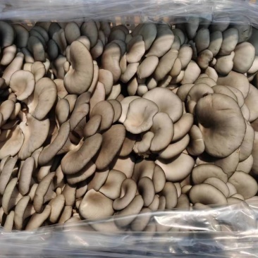 精品平菇鲜平菇灰平菇产地直发一手货源欢迎实地考察