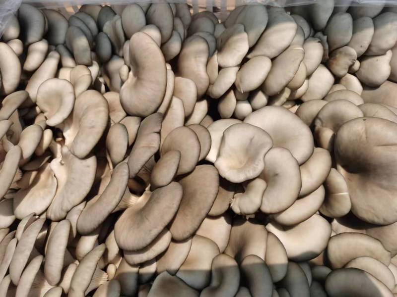 精品平菇鲜平菇灰平菇产地直发一手货源欢迎实地考察