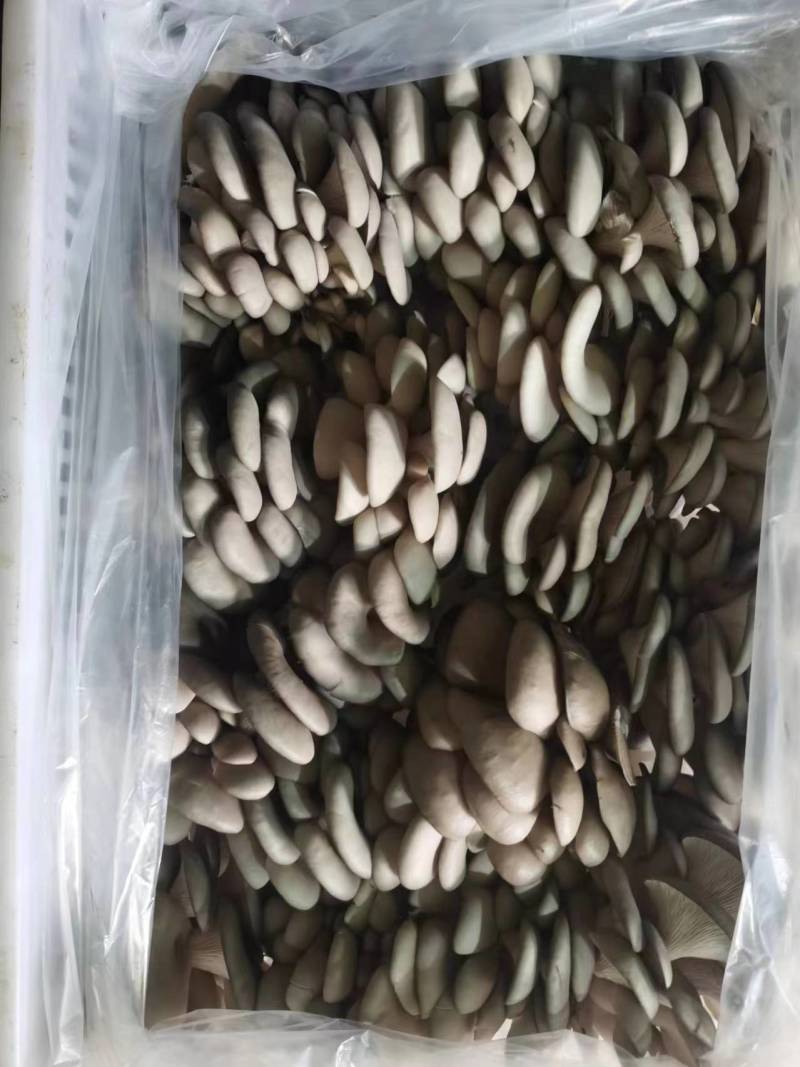 精品平菇鲜平菇灰平菇产地直发一手货源欢迎实地考察