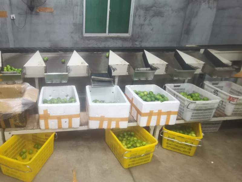 卡西提，无籽青柠檬，价格美丽