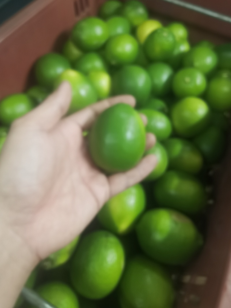 卡西提，无籽青柠檬，价格美丽