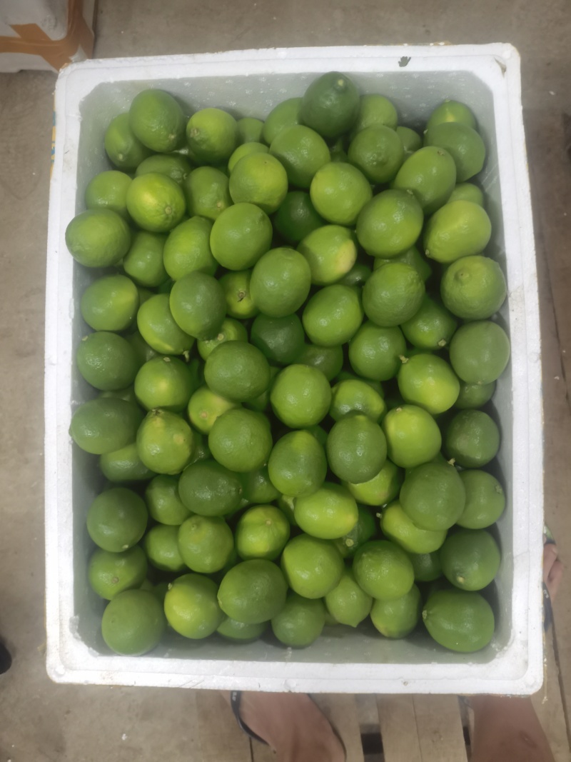 卡西提，无籽青柠檬，价格美丽