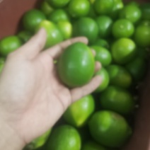 卡西提，无籽青柠檬，价格美丽