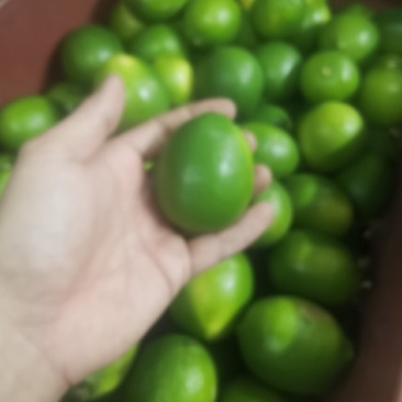 卡西提，无籽青柠檬，价格美丽