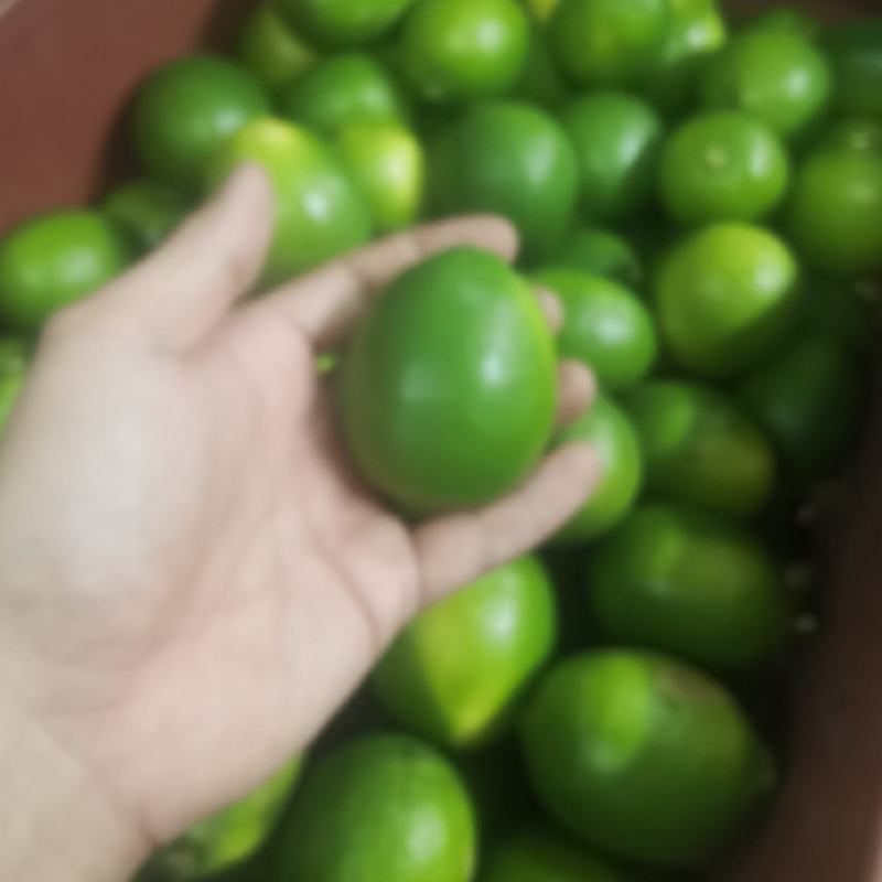 卡西提，无籽青柠檬，价格美丽