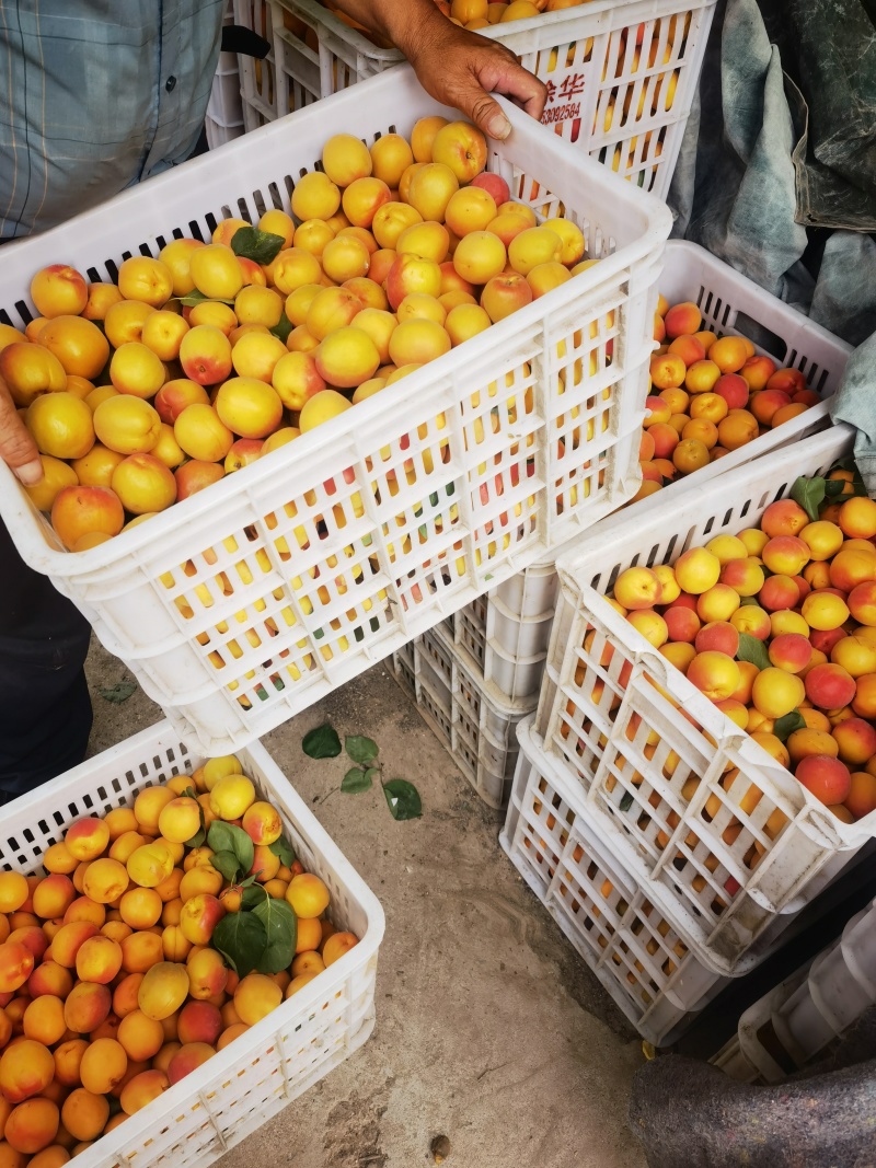 丰园红八达杏