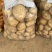 陕北土豆榆林土豆定边土豆乌审旗土豆鄂托克前期土豆