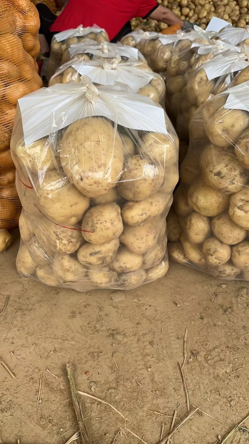 陕北土豆榆林土豆定边土豆乌审旗土豆鄂托克前期土豆