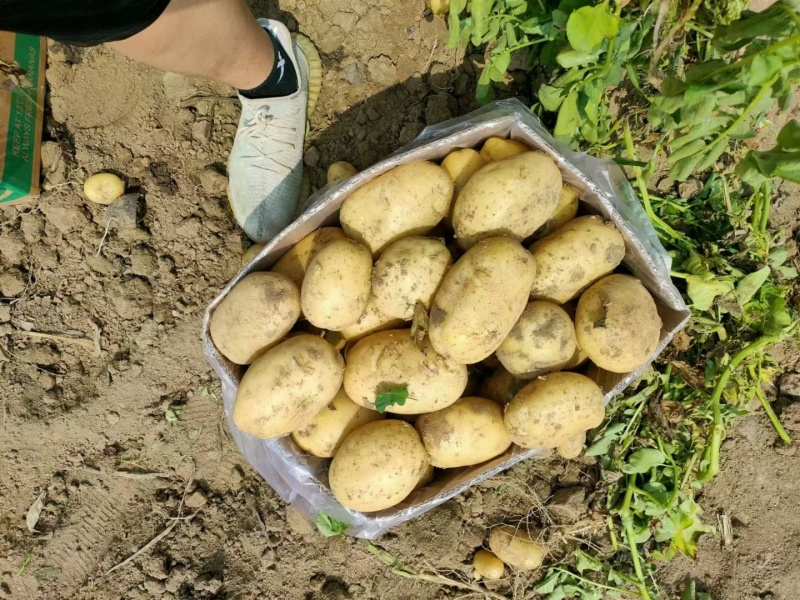 陕北土豆榆林土豆定边土豆乌审旗土豆鄂托克前期土豆