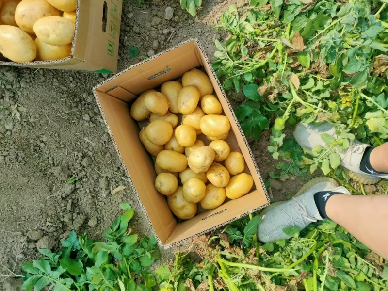 陕北土豆榆林土豆定边土豆乌审旗土豆鄂托克前期土豆