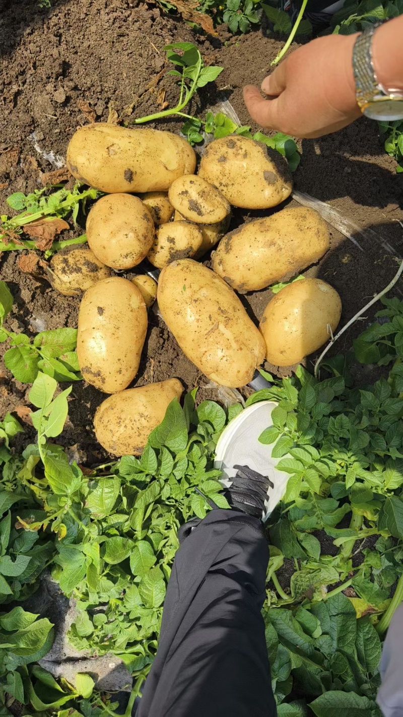 陕北土豆榆林土豆定边土豆乌审旗土豆鄂托克前期土豆