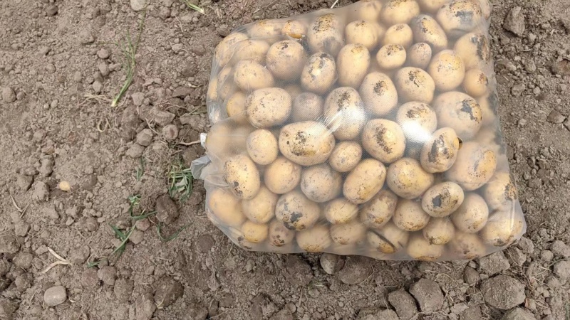 陕北土豆榆林土豆定边土豆乌审旗土豆鄂托克前期土豆