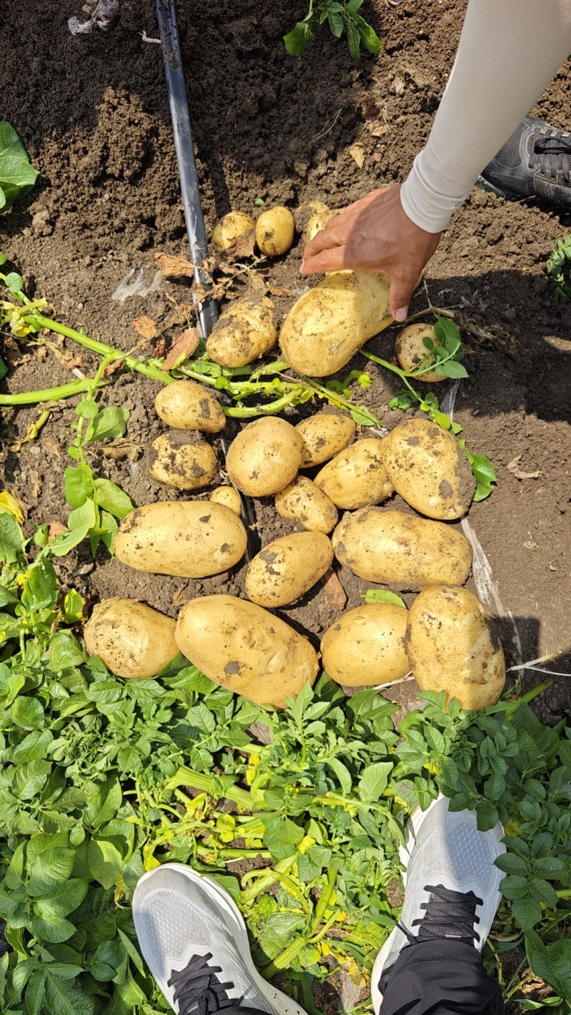 陕北土豆榆林土豆定边土豆乌审旗土豆鄂托克前期土豆
