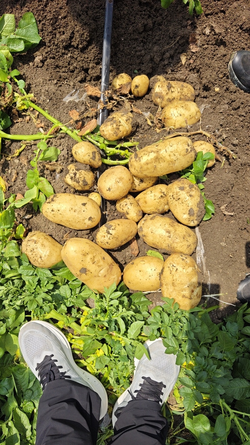 陕北土豆榆林土豆定边土豆乌审旗土豆鄂托克前期土豆
