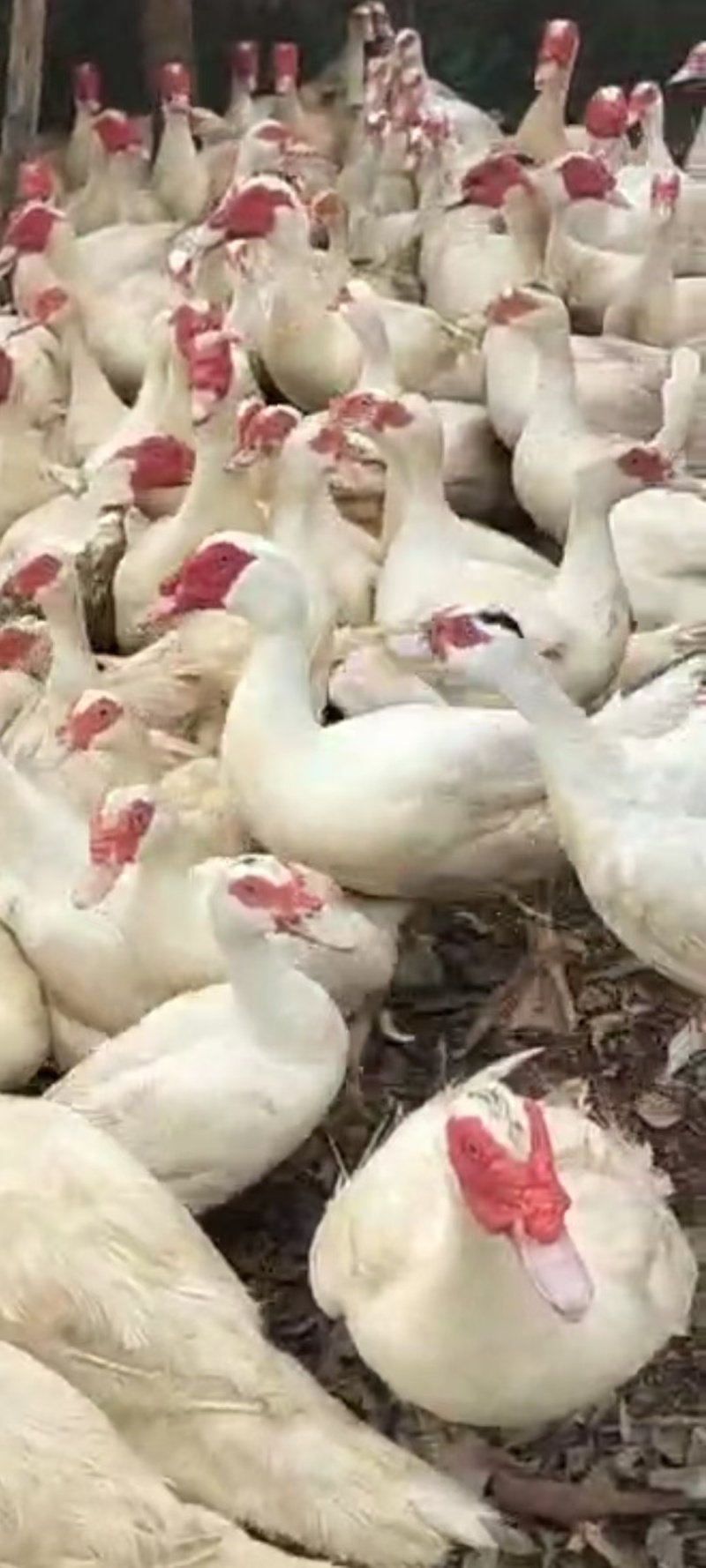 淘汰老番鸭