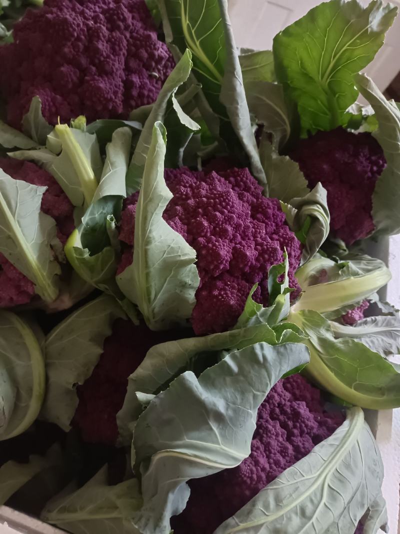 紫色宝塔花菜