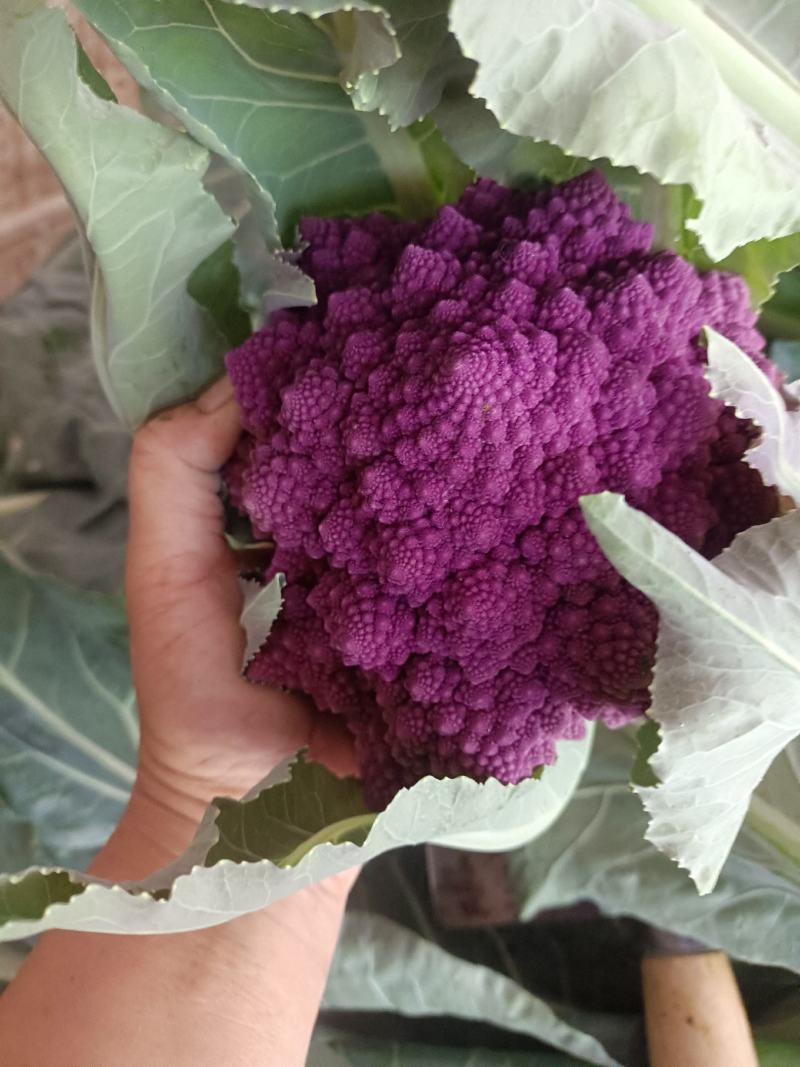 紫色宝塔花菜