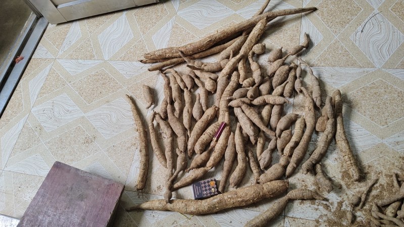 品质保证正宗牛大力产地直发超高性价比等你来购买