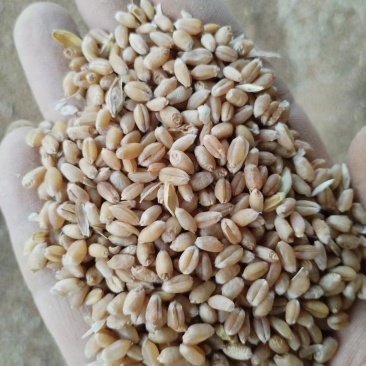 大量供应24年小麦，水份13内容重790，上车价1.21