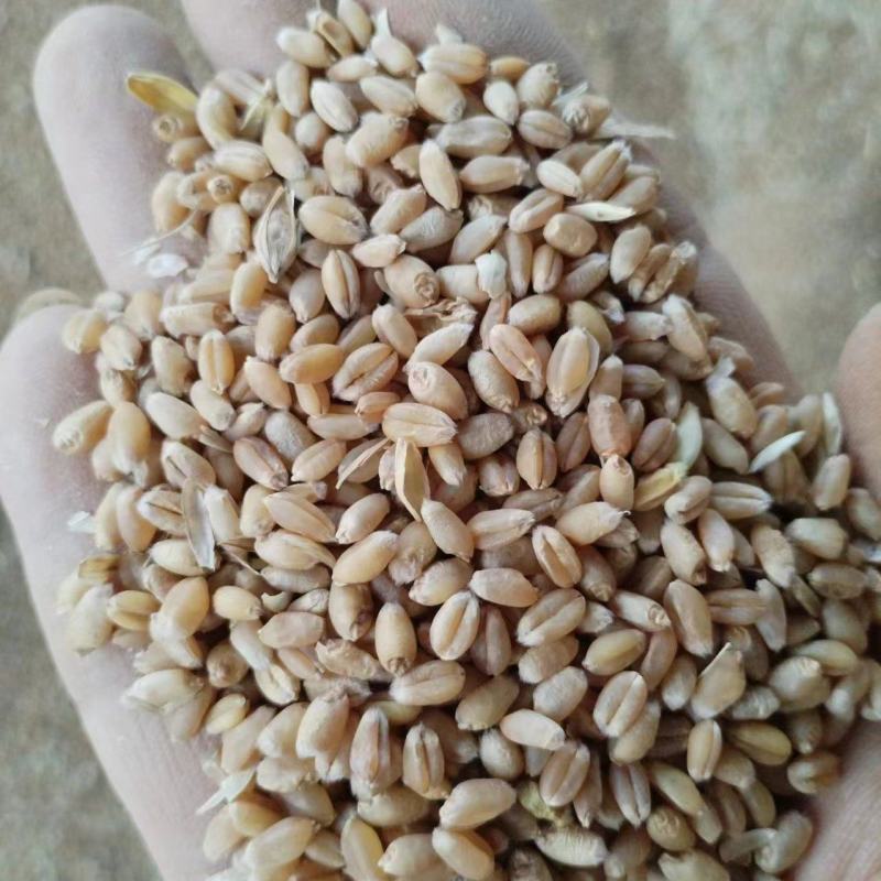大量供应24年小麦，水份13内容重790，上车价1.21