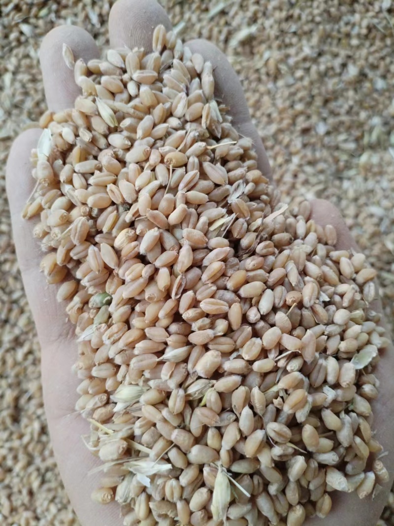 大量供应24年小麦，水份13内容重790，上车价1.21